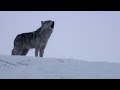 Daughter Wolf Sneaks Away to Mate with Outcast Male | BBC Earth