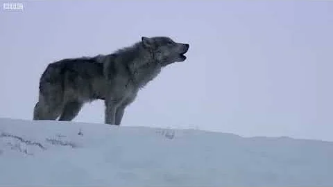 Can a wolf impregnate a dog?