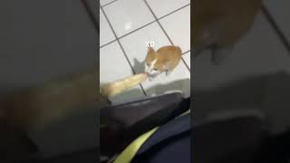 Miren mi gato come elote y el de ustedes ño