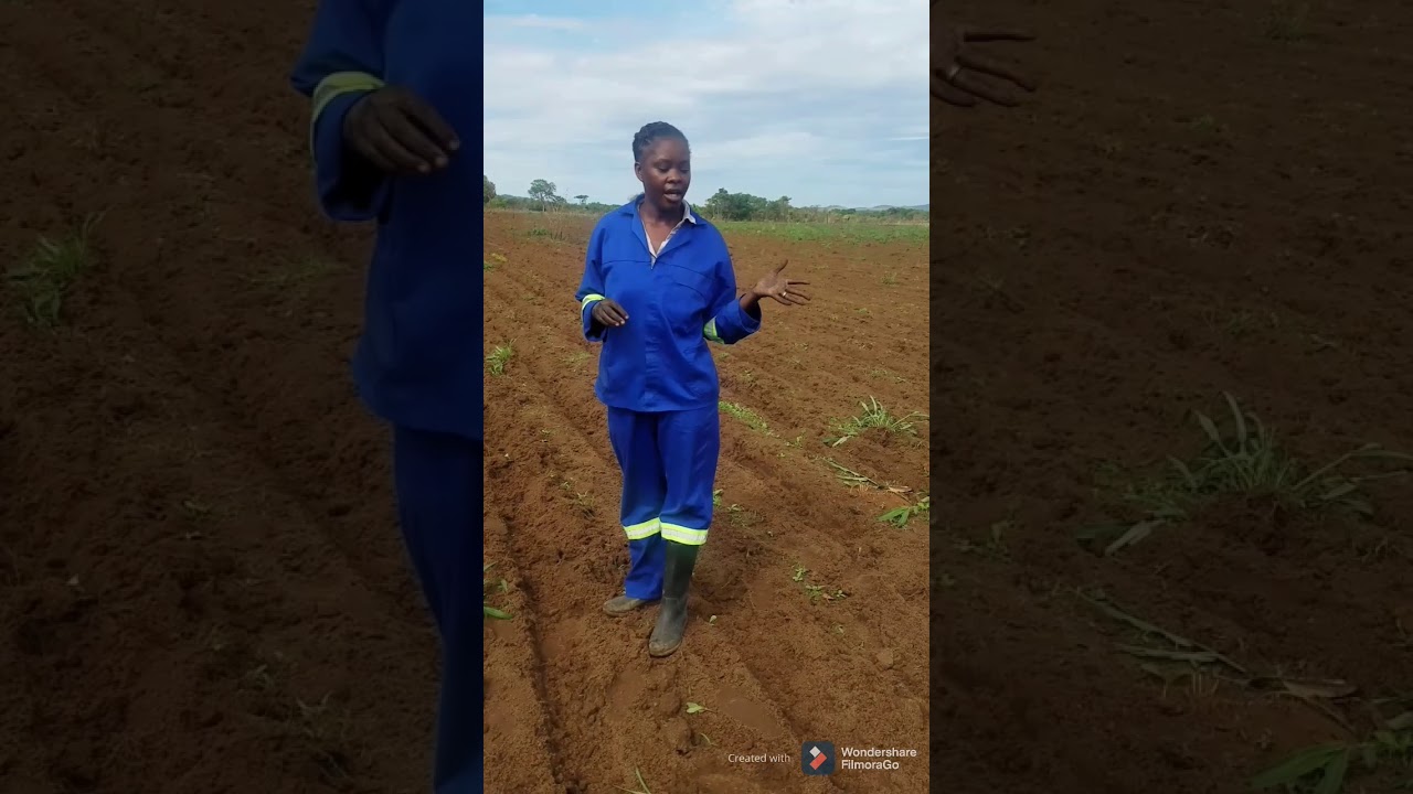 Soyabeans innoculation and planting