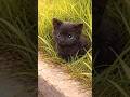 道ばたにいた小さな子猫 #保護猫 #rescuecat #shorts