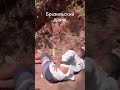 Бразильский пранк