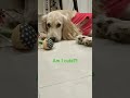 #scooby #trendingshorts #trending #dog #cute #cockerspaniel #pets