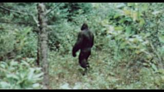 The Clearest Footage Of A 11 Foot Bigfoot In Existence Has Just Been Released