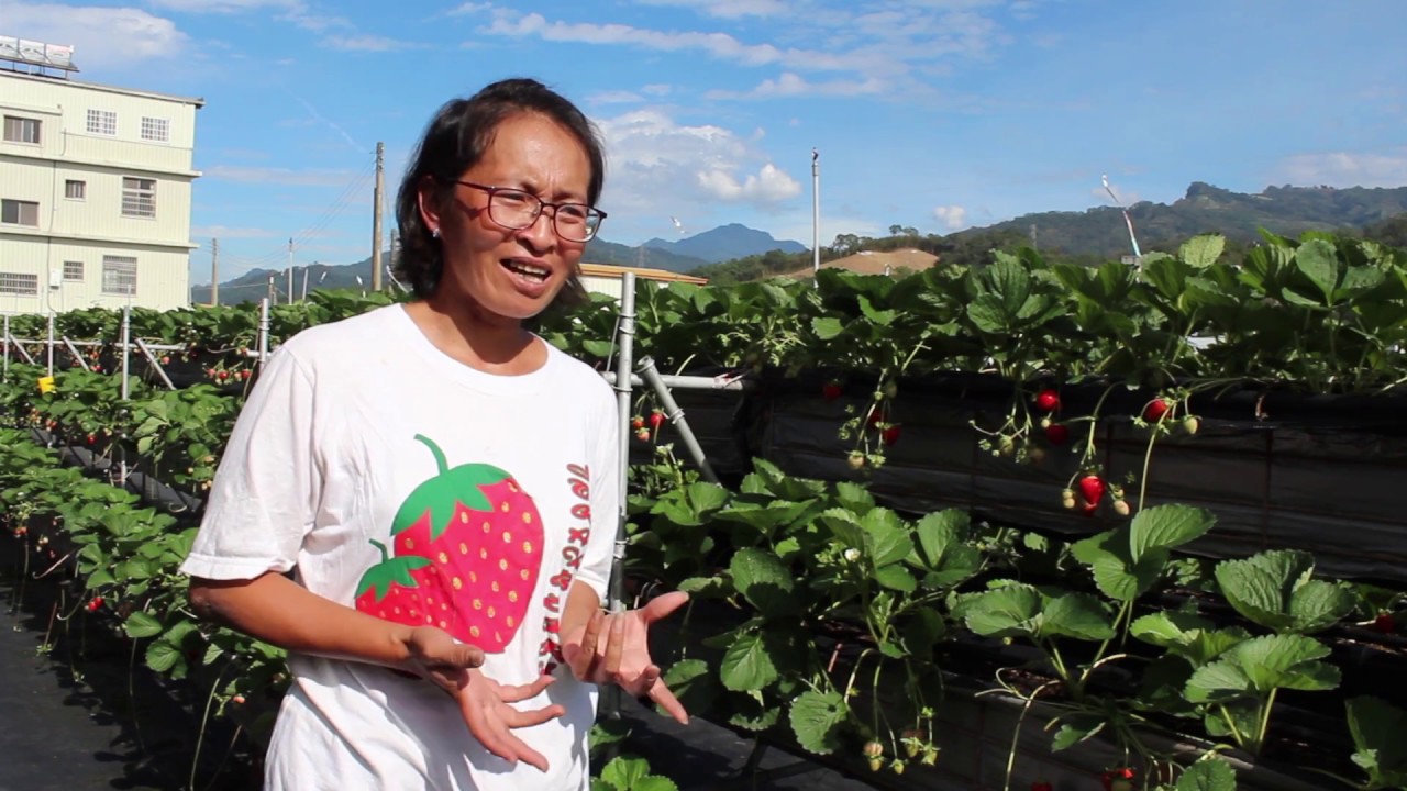 甜美草莓園．豐香草莓好好吃，為何改種新品種？