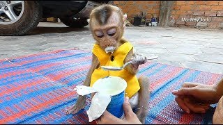 Baby Monkey Dodo Love Yogurt, Dodo Surprise When See Yogurt