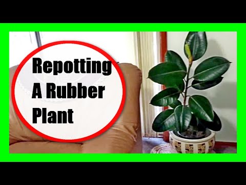 Video: Een rubberplant verpotten: leer wanneer en hoe u rubberboomplanten kunt verpotten