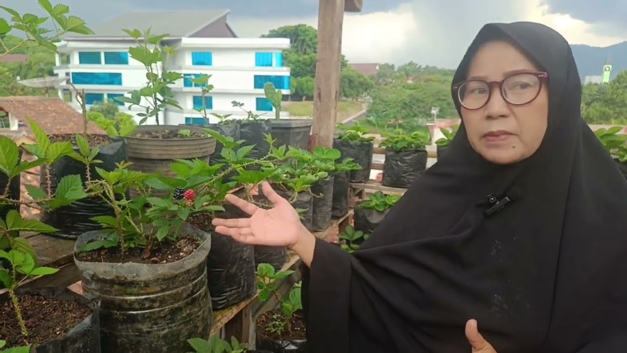 cara merawat black berry sampai berbuah.