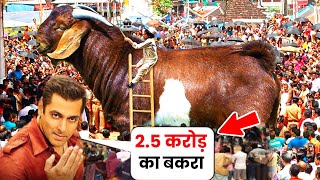 Salman Khan Ka Qurbani Ka Bakra 2023 I 2.5 करोड़ का बकरा I Bakra Eid 2023