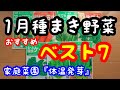 【家庭菜園】1月種まき野菜ベスト７「おすすめランキング」