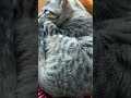 #cat #facts #funny #pets #risetogreatness317 #catdad #familylove #shortfilm #hearttouchingstory #plo
