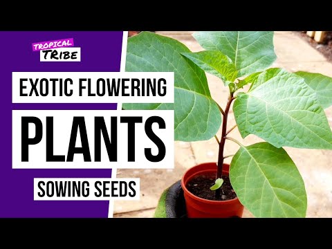 Vidéo: Exotic Brugmansia : cultiver chez soi