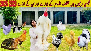 Top Of the line Fancy hen Egg & Different Age of chicks 🐥 || Best Shamo Hen chicks 🐣