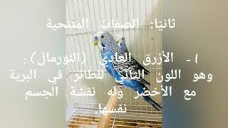 جميع طفرات طائر البادجي مرفوقة بصور توضيحية🐦🐦🐦