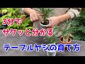 【テーブルヤシの育て方】３分見ればまるわかり。水やり・置き場所について。
