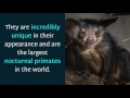 17 Interesting Facts You May Not Know About Aye Aye