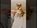 ワンちゃんの「食のこだわり」