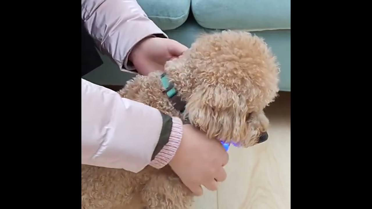 Personalized Bone Pet ID Tag | Anti-Lost Dog & Cat Tag 🐾