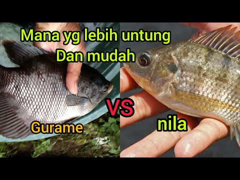 Ikan Mujair Vs Gurame