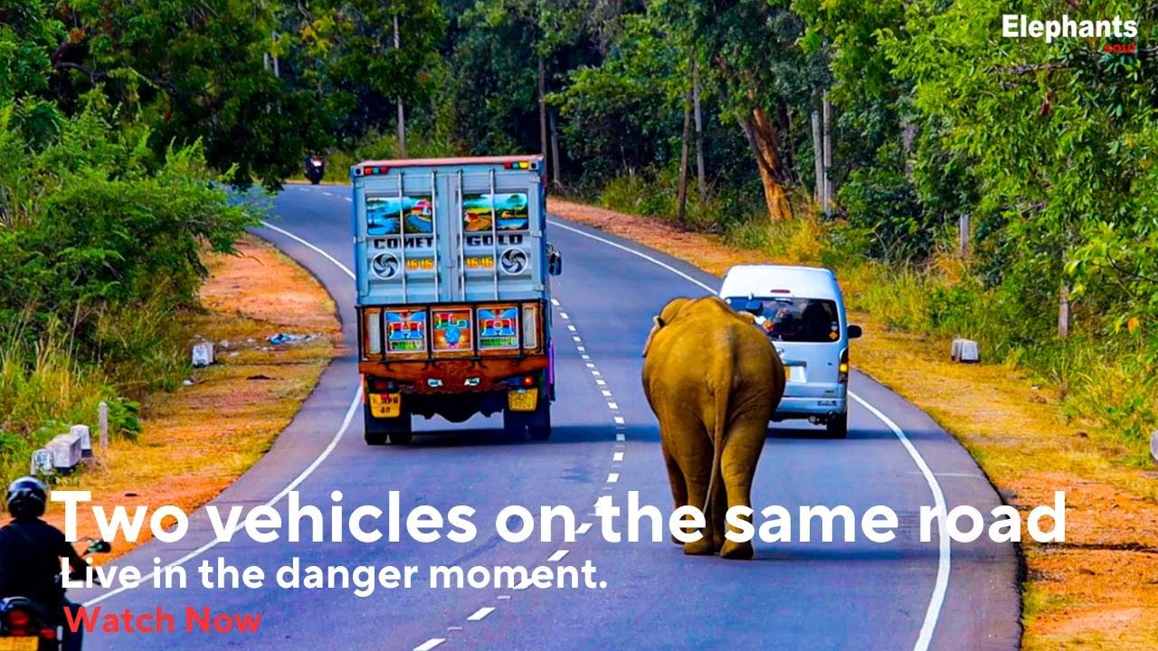Parallel Journeys Two Vehicles on the Same Road Elephant soul