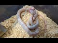 Towtem Eats and Rattles His Tail