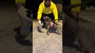 How to correct Vaginal prolapse Dog prolapse without surgery save some money. $$$$