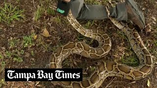 Snake hunters learn to wrangle invasive Burmese pythons in Everglades for Florida's 10-day challenge