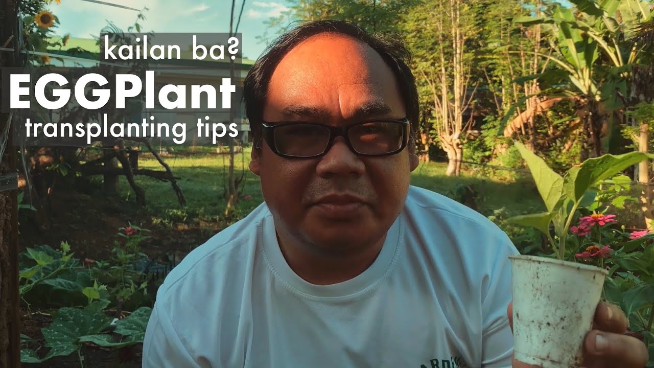 Kailan ba dapat mag-lipat tanim ng eggplant seedlings? | Transplanting