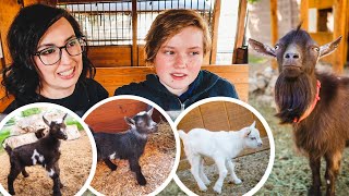 Did we CHOOSE the RIGHT breeding buck? (deciding which baby goats we'll keep)