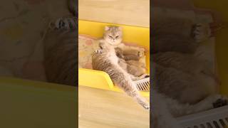 Kitten energy check! ⚡🐱 #cat #kitten #funnycats