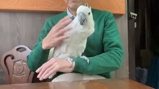 ガラス製　オウム フィンランドで見つけたガラス製の鳥のオブジェ - 北欧、暮らしの道具店