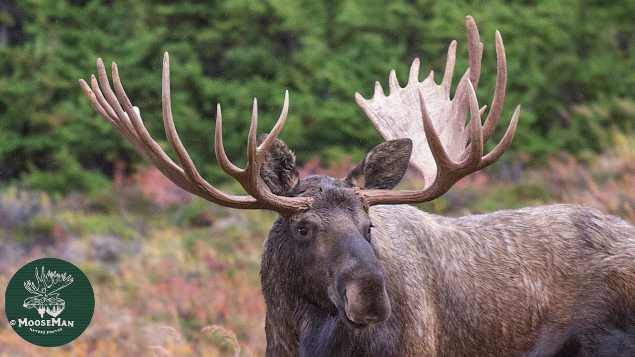 Unique Alaska Bull Moose Mismatch -A Five Year History  