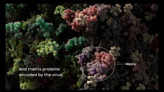 3D Animation: SARS-CoV-2 virus transmission leading to COVID-19