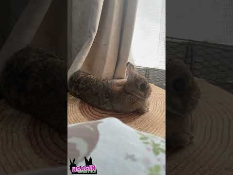 ちょこん🐇