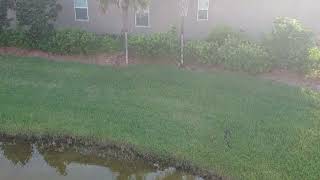 Gator Trying To Catch Rabbit