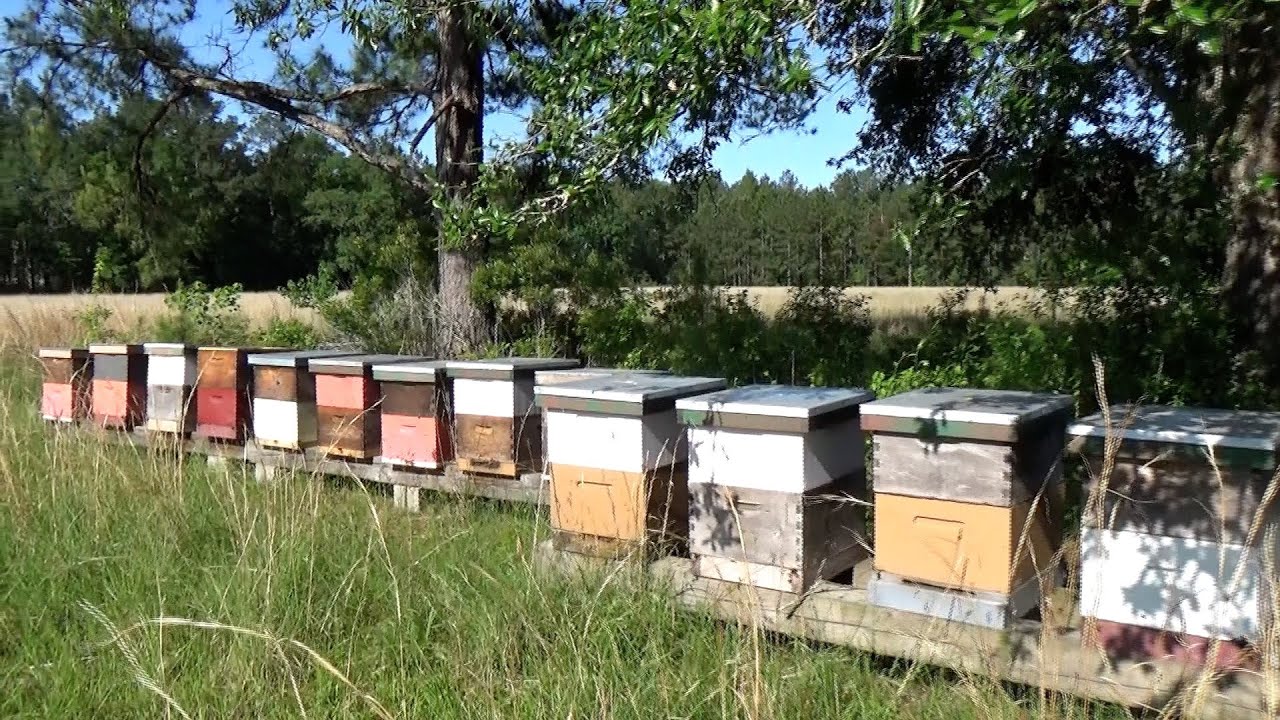 How to know when to add a honey super.