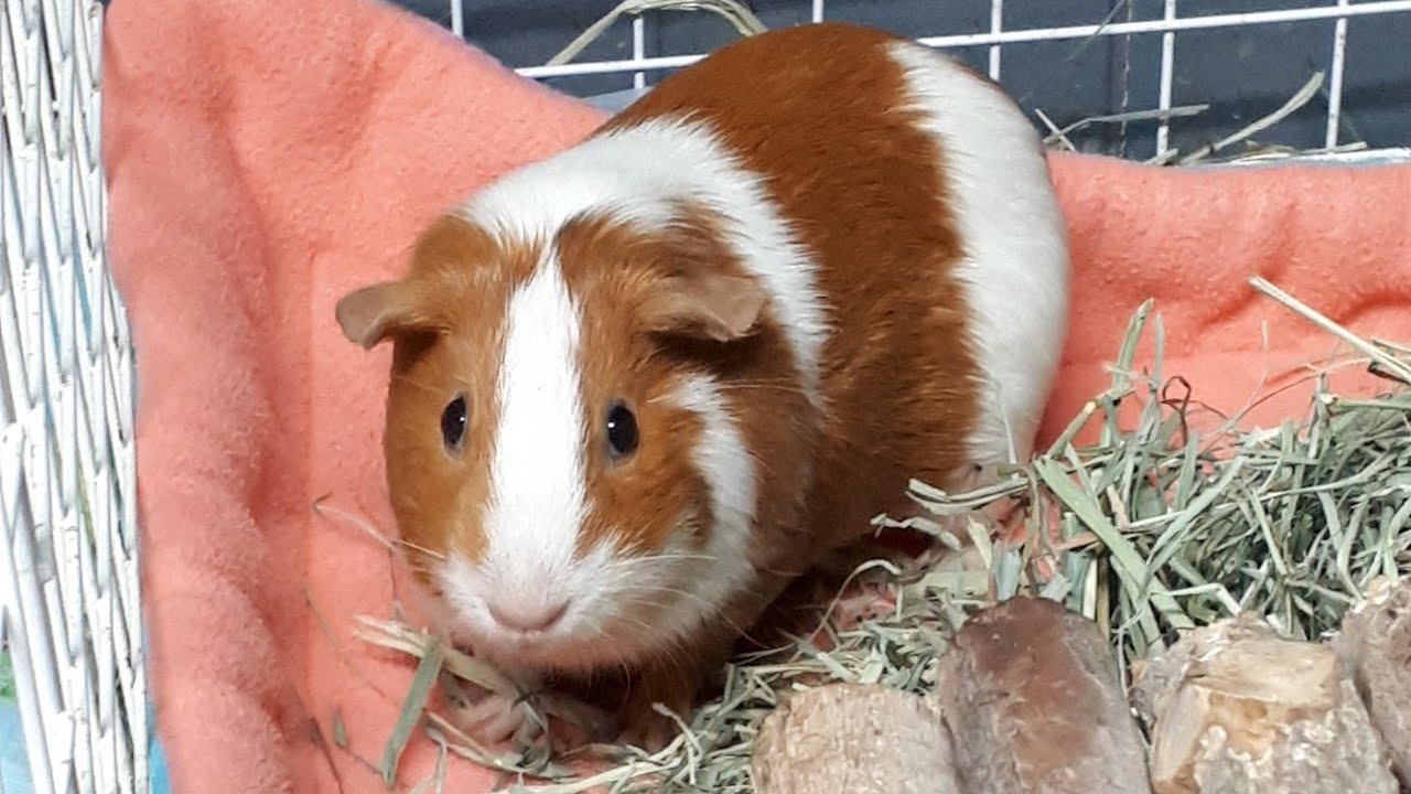 Gallery Detail: Foster Guinea Pigs Plum And Puddin