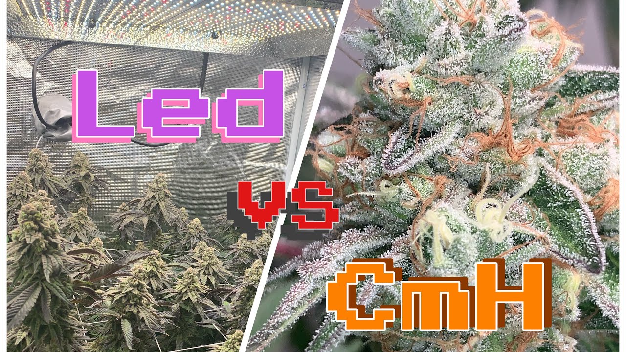 GROWING BIG BEAUTIFUL BUDS WITH L.E.D & C.M.H