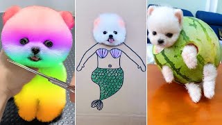 Cute Pomeranian Puppies Doing Funny Things | Cute and Funny Dogs | Wow Pets