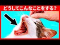 鼻を撫でるとあくびをする猫はあなたの事が大好き!