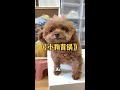 记录美好生活…4 #抖音小助手 #萌宠出道计划 #王多多