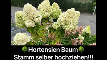 Ist eine Hortensie ein Strauch?