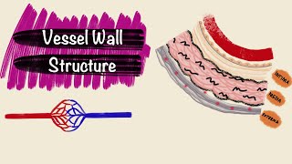 Structure of Blood Vessels | Layers of the Vessel Wall | Blood Vessel Histology