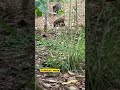 Ngagetin babi hutan