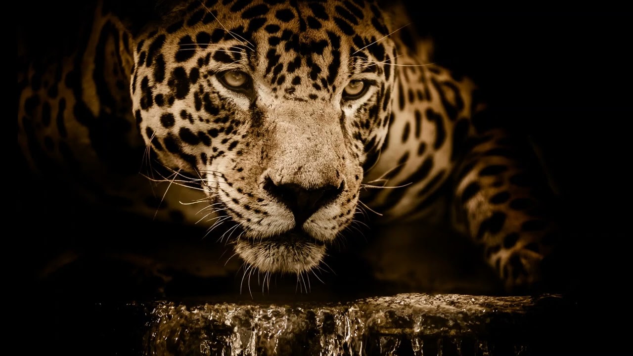 Jaguars chuffing (prusten sound) 