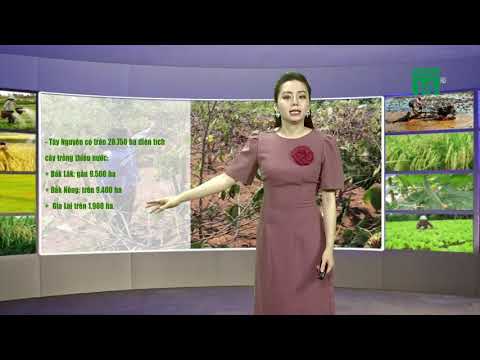 Video Thời tiết nông vụ 01/05/2020: Cách phòng sâu bệnh hại... - youtube