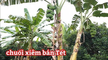 Trồng chuối xiêm, Chuối Tây, xen trong vườn cây, bán Tết kinh tế cực cao,  #Tấnnôngdân