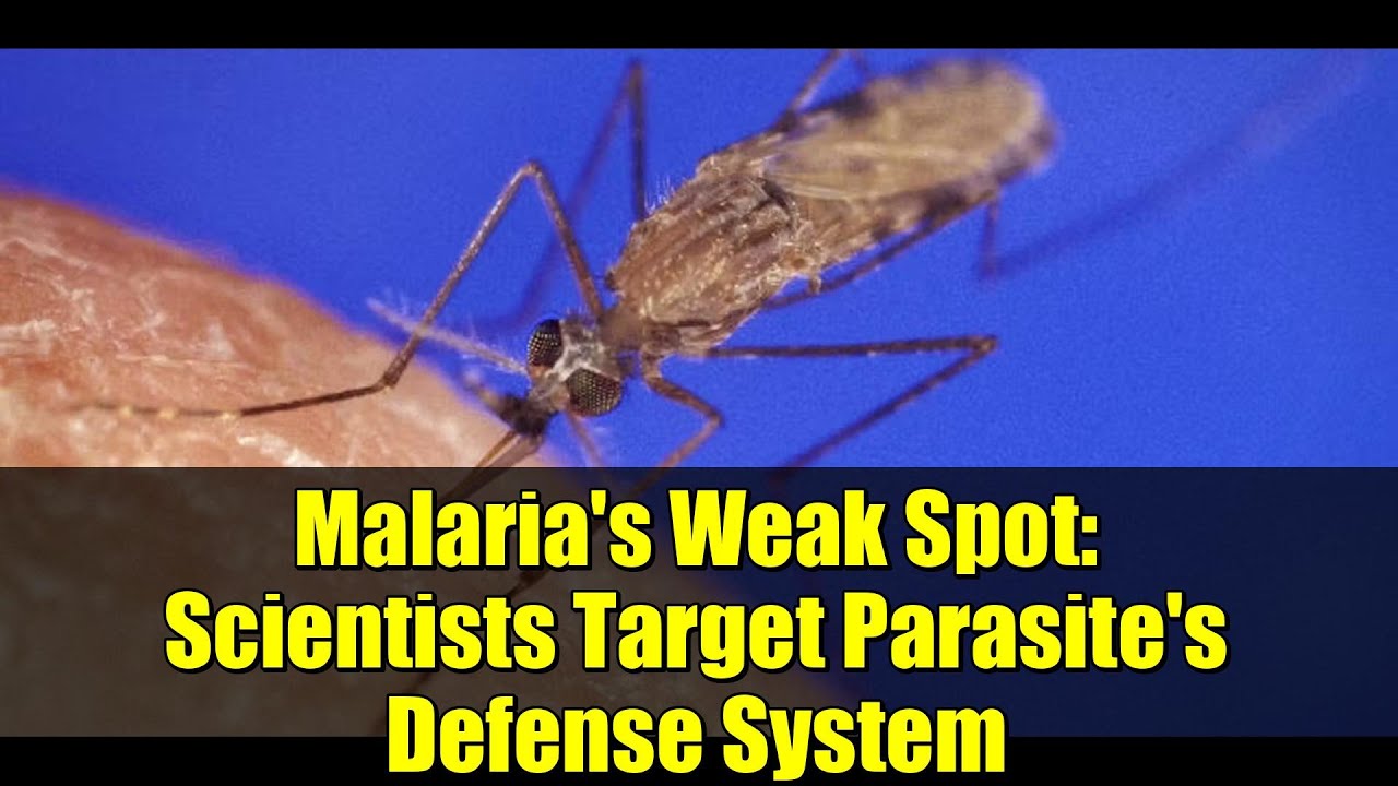 Malaria's Weak Spot: Scientists Target Parasite's Defense System