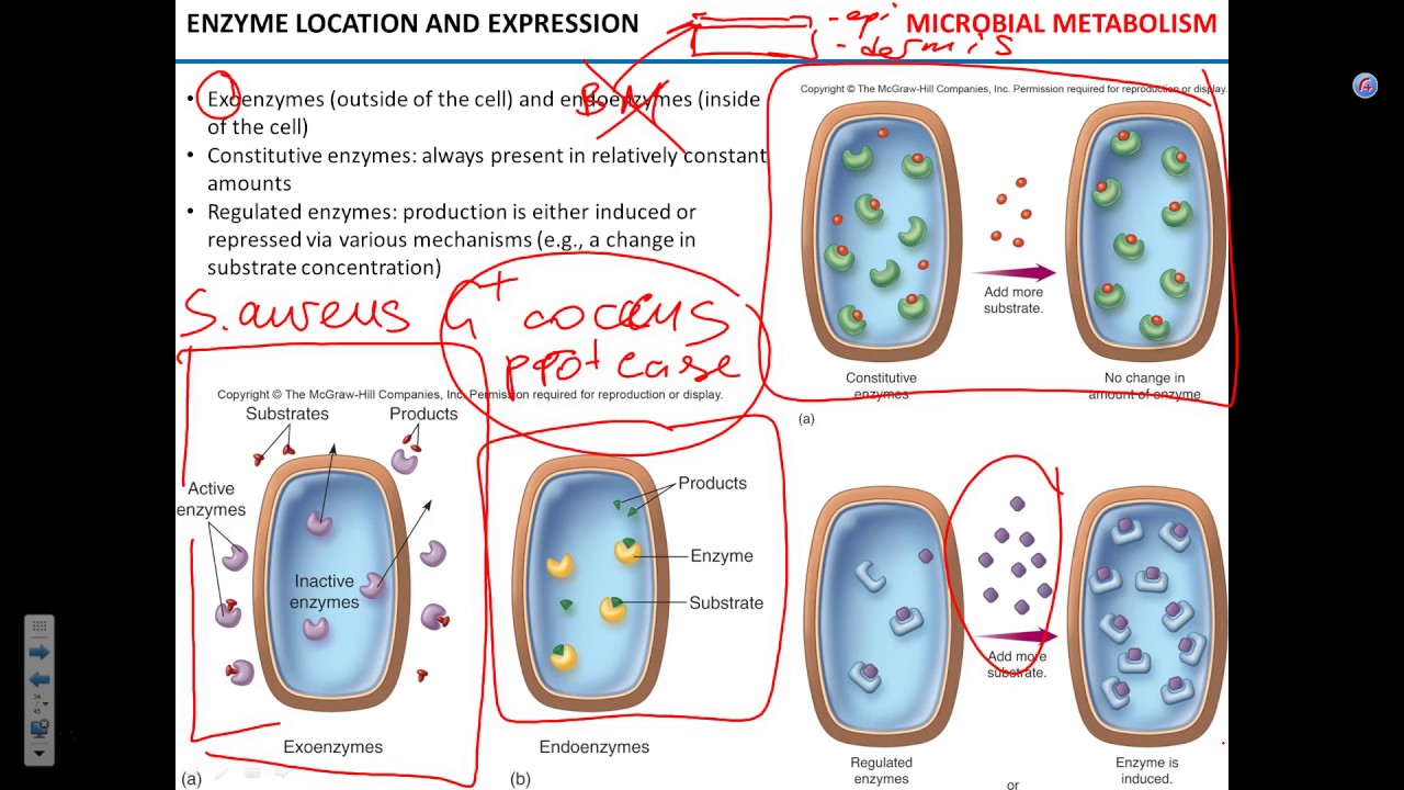 Enzyme regulation. Metabolic pathways MW 022217