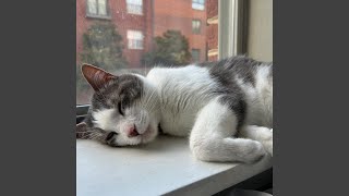 Download Lagu Vienna MP3